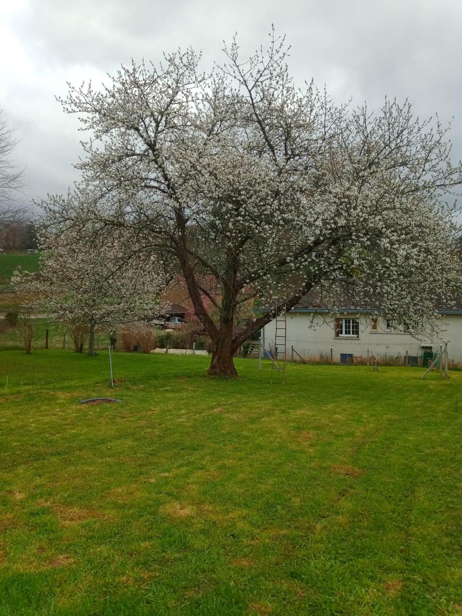 Cherry Blossom House Bujaleuf Dış mekan fotoğraf